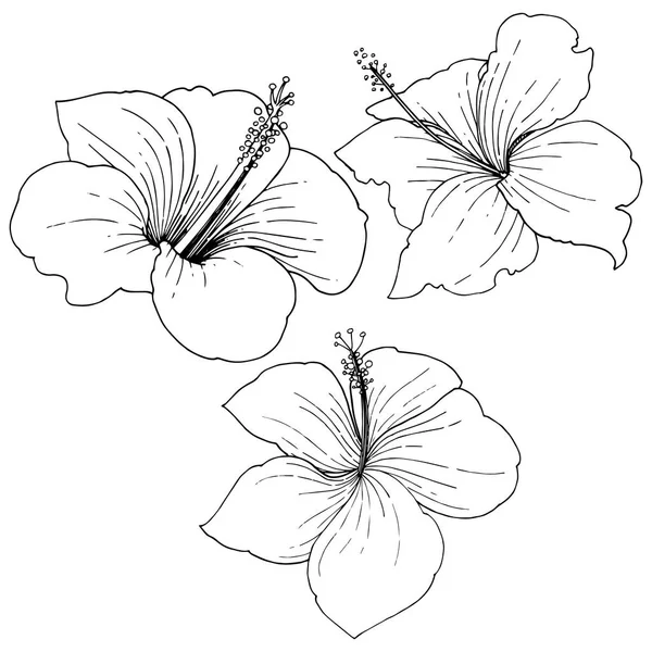 Vector Hibiscus flores tropicales florales. Tinta grabada en blanco y negro. Elemento de ilustración de hibisco aislado . — Archivo Imágenes Vectoriales