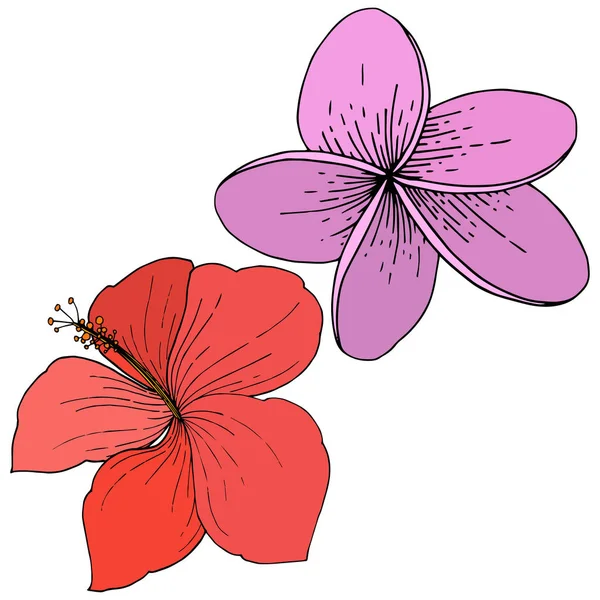 Vektör Hibiscus çiçek tropik çiçekler. Oyulmuş mürekkep sanat. İzole hibiscus illüstrasyon öğe beyaz arka plan üzerinde.