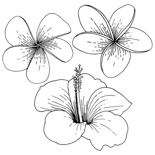 Fleurs tropicales florales vectorielles d'Hibiscus. Encre gravée en noir et blanc. Élément d'illustration d'hibiscus isolé . — Image vectorielle