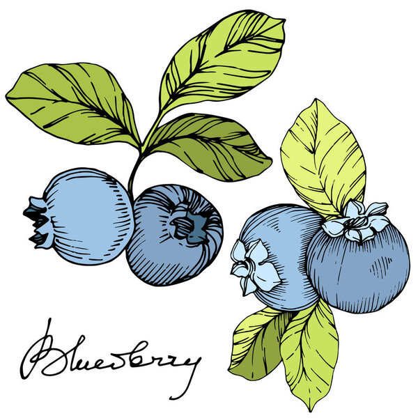 Vector Blueberry green and blue engraved ink art. Berries and green leaves. Isolated blueberry illustration element.
