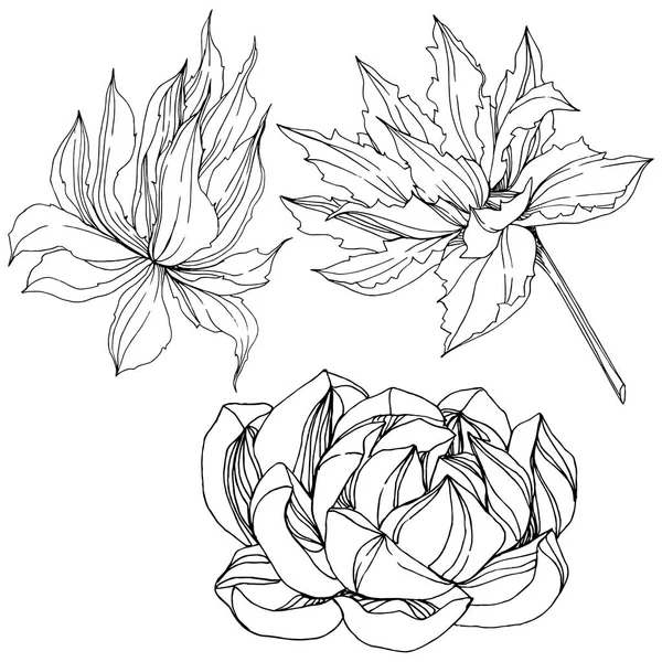 Διάνυσμα ζούγκλα βοτανικό χυμώδεις λουλούδι. Μαύρο και άσπρο χαραγμένο μελάνι τέχνης. Απομονωμένη παχύφυτα εικονογράφηση στοιχείο. — Διανυσματικό Αρχείο