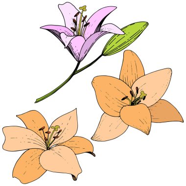 Pembe ve turuncu lily botanik çiçek vektör. Oyulmuş mürekkep sanat. İzole zambak resim öğesi.