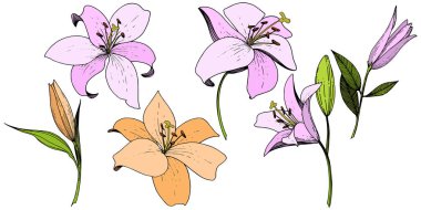Pembe ve turuncu lily botanik çiçek vektör. Oyulmuş mürekkep sanat. İzole zambak resim öğesi.