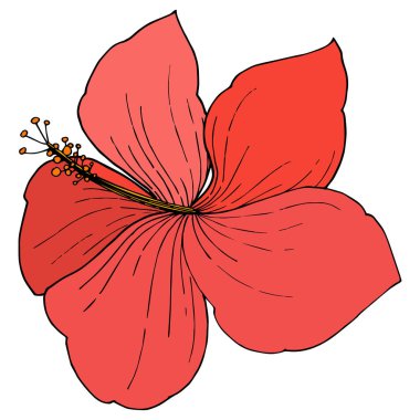 Vektör Hibiscus çiçek tropik çiçekler. Oyulmuş mürekkep sanat. İzole hibiscus illüstrasyon öğe beyaz arka plan üzerinde.