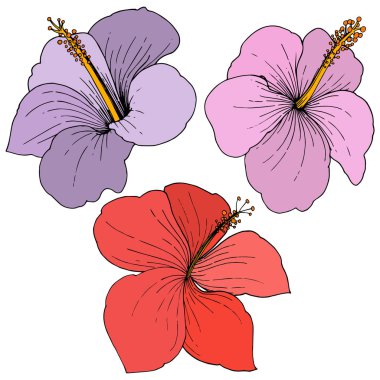 Vektör Hibiscus çiçek tropik çiçekler. Oyulmuş mürekkep sanat. İzole hibiscus illüstrasyon öğe beyaz arka plan üzerinde.