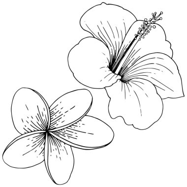 Vektör Hibiscus çiçek tropik çiçekler. Siyah ve beyaz mürekkep sanat kazınmış. İzole hibiscus illüstrasyon öğesi.