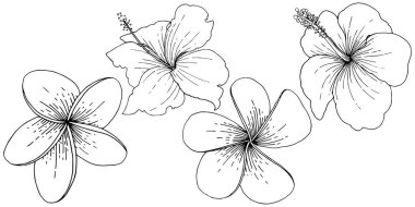 Vektör Hibiscus çiçek tropik çiçekler. Siyah ve beyaz mürekkep sanat kazınmış. İzole hibiscus illüstrasyon öğesi.