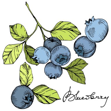 Vektör Blueberry Yeşil ve mavi mürekkep sanat kazınmış. Çilek ve yeşil yaprakları. İzole yaban mersini illüstrasyon öğesi.