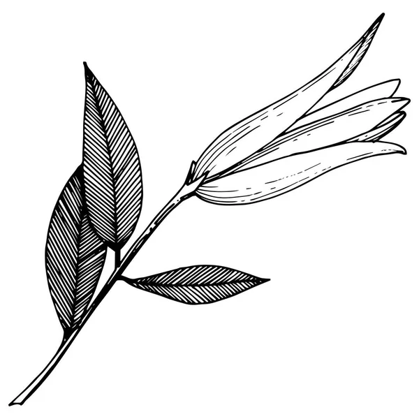 Vektorlilie blumige botanische Blume. Schwarz-weiß gestochene Tuschekunst. isolierte Lilien Illustrationselement. — Stockvektor