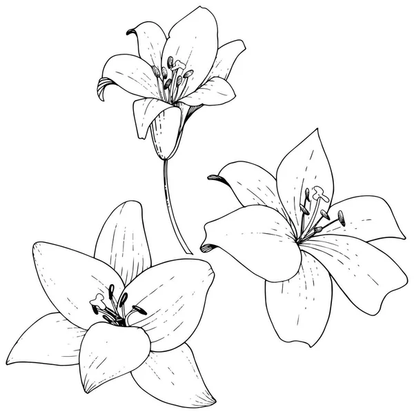 Vector Lily floral botanische bloem. Zwart-wit gegraveerd inkt kunst. Geïsoleerde lelies afbeelding element. — Stockvector