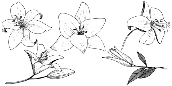 Vector Lily fleur botanique florale. Encre gravée en noir et blanc. Élément d'illustration Lys isolés . — Image vectorielle