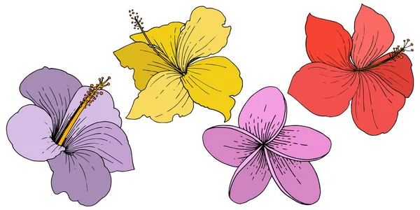 Vektor virág trópusi hibiszkuszvirág. Vésett tinta art. Elszigetelt hibiscus ábra elem fehér háttér. — Stock Vector