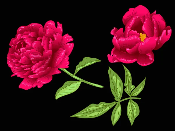 Vector Fleur botanique florale pivoine rouge. Encre gravée rouge et verte. Élément d'illustration de pivoine isolé . — Image vectorielle