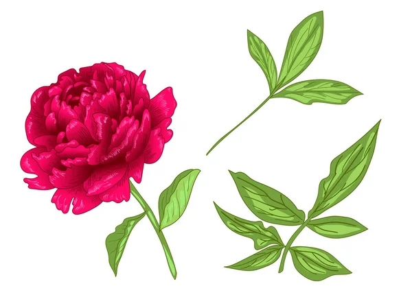 Vector Red Peony floral botanische bloem. Rood en groen gegraveerd inkt kunst. Geïsoleerde peony afbeelding element. — Stockvector