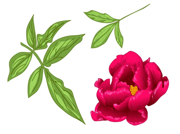 Vettore Peonia Rossa fiore botanico floreale. Inchiostro inciso rosso e verde art. Elemento di illustrazione peonia isolata . — Vettoriale Stock