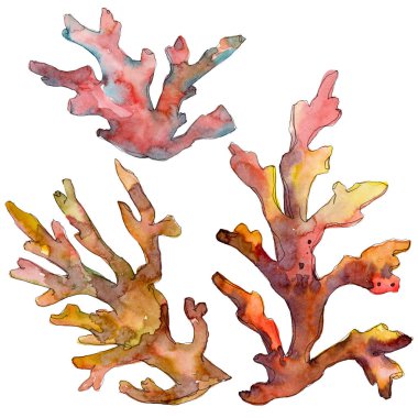 Kırmızı ve sarı su sualtı doğa mercan kayalığı. Suluboya arka plan ayarlamak. Mercan illüstrasyon izole öğesi.