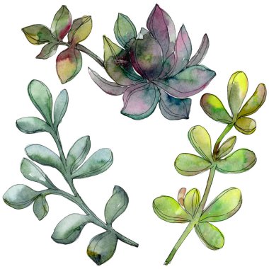 Orman botanik etli çiçek. Suluboya arka plan illüstrasyon küme. İzole lezzetli illüstrasyon öğesi.