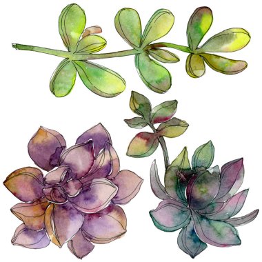 Orman botanik etli çiçek. Suluboya arka plan illüstrasyon küme. İzole lezzetli illüstrasyon öğesi.