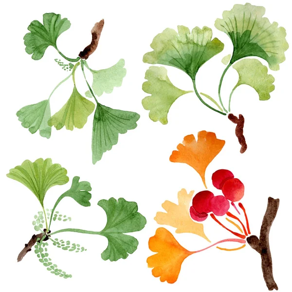 Ginkgo biloba groene en oranje bladeren. Plant gebladerte. Aquarel achtergrond instellen. Geïsoleerde ginkgo afbeelding element. — Stockfoto