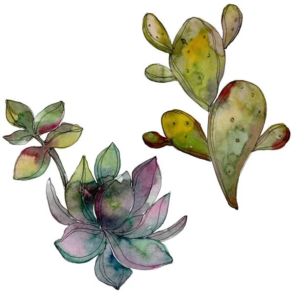 Giungla botanico fiore succulento. Acquerello sfondo illustrazione set. Elemento illustrativo succulento isolato . — Foto Stock