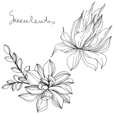 Vektör orman botanik etli çiçek. Siyah ve beyaz mürekkep sanat kazınmış. İzole succulents illüstrasyon öğesi.