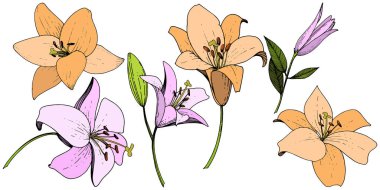 Pembe ve turuncu lily botanik çiçek vektör. Oyulmuş mürekkep sanat. İzole zambak resim öğesi.
