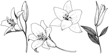 Vektör Lily botanik çiçek. Siyah ve beyaz mürekkep sanat kazınmış. İzole zambak resim öğesi.