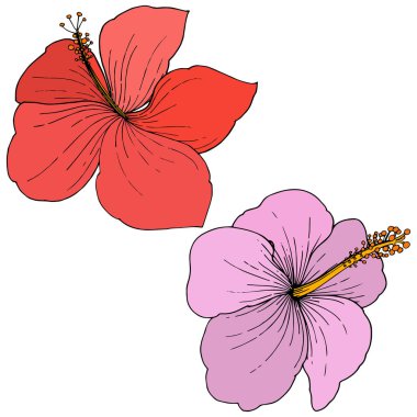 Vektör Hibiscus çiçek tropik çiçekler. Oyulmuş mürekkep sanat. İzole hibiscus illüstrasyon öğe beyaz arka plan üzerinde.