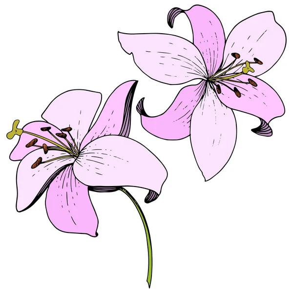 Vektorové Pink Lily květinové botanické květin. Ryté inkoust umění. Prvek ilustrace izolované lilie na bílém pozadí. — Stockový vektor