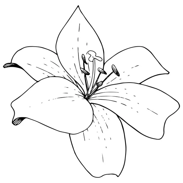 Wektor lilii botanicznych kwiat kwiatowy. Czarno-białe grawerowane sztuki atramentu. Element ilustracja na białym tle Lilie. — Wektor stockowy