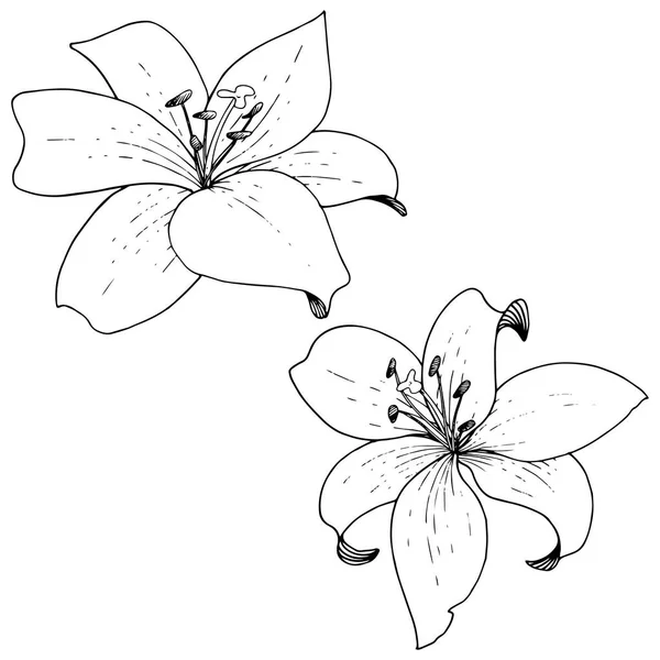 Flor botánica floral Vector Lily. Tinta grabada en blanco y negro. Elemento ilustrativo de lirios aislados . — Archivo Imágenes Vectoriales