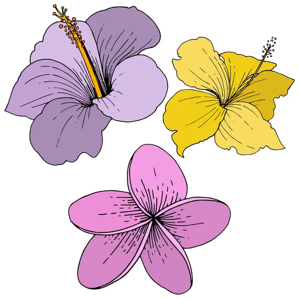 Fleurs tropicales florales vectorielles d'Hibiscus. Encre gravée. Isolé élément d'illustration hibiscus sur fond blanc . — Image vectorielle