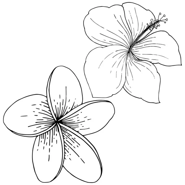 히 비 스커 스 꽃 열 대 꽃 벡터. 흑백 잉크 아트를 새겨져 있다. 격리 된 히 비 스커 스 그림 요소. — 스톡 벡터