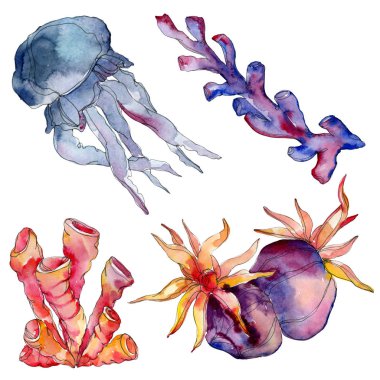 Denizanası ve su sualtı doğa mercan resif. İzole tropikal bitki deniz. Suluboya arka plan illüstrasyon seti.