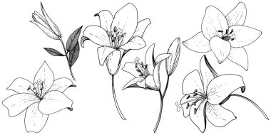 Vektör Lily botanik çiçek. Siyah ve beyaz mürekkep sanat kazınmış. İzole zambak resim öğesi.