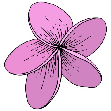 Vektör Hibiscus çiçek tropik çiçekler. Oyulmuş mürekkep sanat. İzole hibiscus illüstrasyon öğe beyaz arka plan üzerinde.
