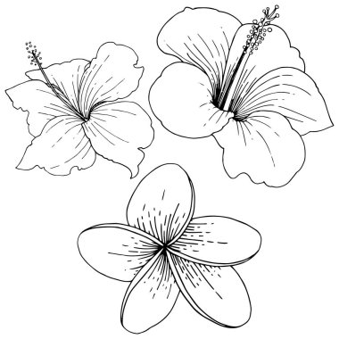 Vektör Hibiscus çiçek tropik çiçekler. Siyah ve beyaz mürekkep sanat kazınmış. İzole hibiscus illüstrasyon öğesi.