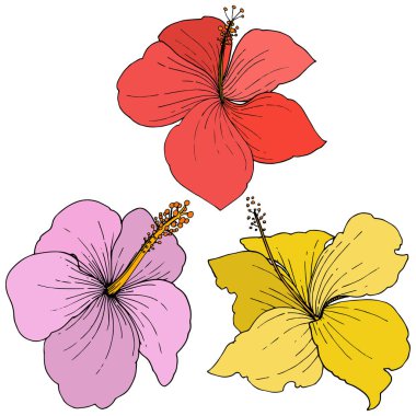 Vektör Hibiscus çiçek tropik çiçekler. Oyulmuş mürekkep sanat. İzole hibiscus illüstrasyon öğe beyaz arka plan üzerinde.