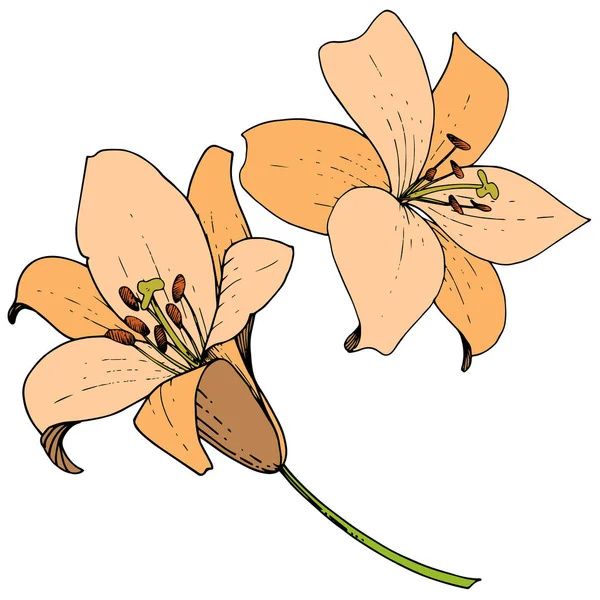 Vector Laranja Lily flor botânica floral. Arte de tinta gravada. Isolados lírios ilustração elemento no fundo branco . — Vetor de Stock