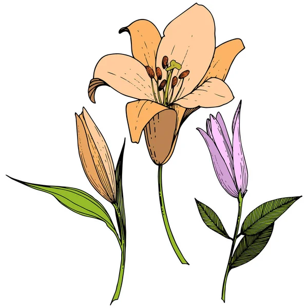 Vektorové růžové a oranžové lilie květinové botanické květin. Ryté inkoust umění. Prvek ilustrace izolované lilie. — Stockový vektor