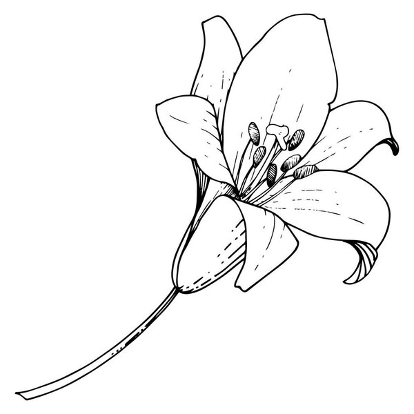 Векторный цветочный ботанический цветок Лили. Черно-белый рисунок чернил. Изолированные лилии
.