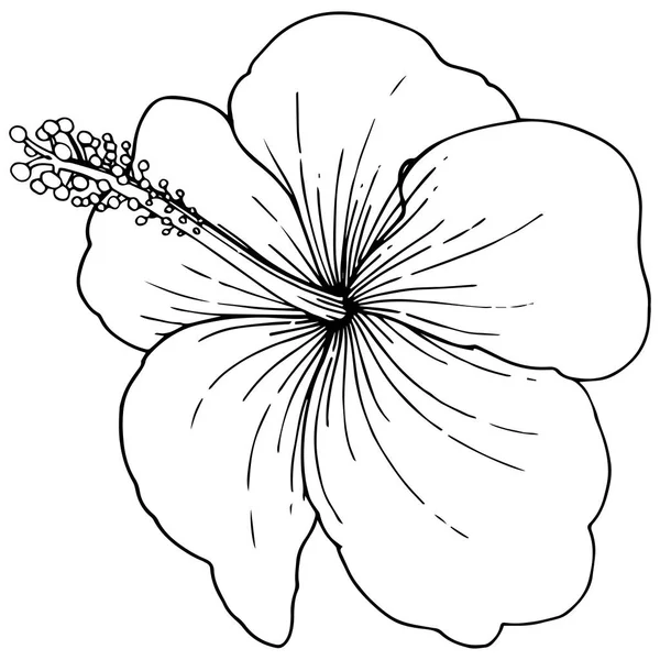 Vector Hibiscus flores tropicais florais. Tinta gravada a preto e branco. Isolado elemento de ilustração hibisco . — Vetor de Stock