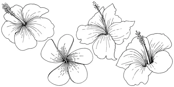 Цветочные тропические цветы векторного гибискуса. Черно-белый рисунок чернил. Изолированный элемент иллюстрации гибискуса . — стоковый вектор
