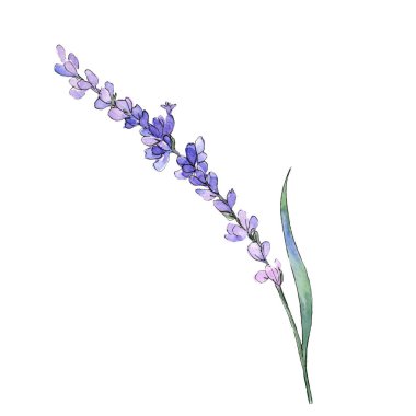 Mor lavanta botanik çiçek. Vahşi bahar yaprak izole kır çiçeği. Suluboya arka plan illüstrasyon küme. Suluboya çizim moda aquarelle. İzole lavanta illüstrasyon öğesi.