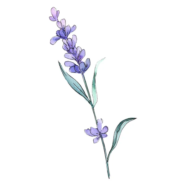 Violet Lavender Floral Botanical Flower Wild Spring Leaf Wildflower Isolated — Stock Photo, Image