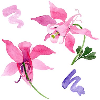 Kırmızı aquilegia botanik çiçek. Vahşi bahar yaprak kır çiçeği. Suluboya arka plan illüstrasyon küme. Suluboya çizim moda aquarelle. İzole aquilegia illüstrasyon öğesi.