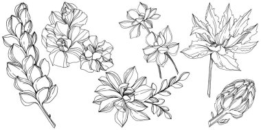 Vektör orman botanik etli çiçek. Vahşi bahar yaprak izole. Siyah ve beyaz mürekkep sanat kazınmış. İzole succulents illüstrasyon öğesi.