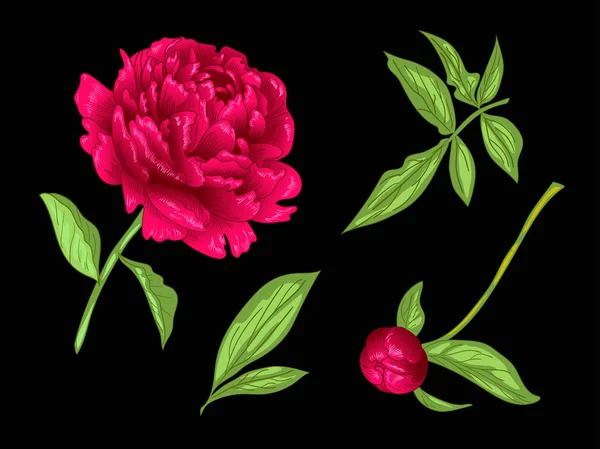 Vector Red Peony Flor Botânica Floral Folha Selvagem Primavera Wildflower —  Vetores de Stock