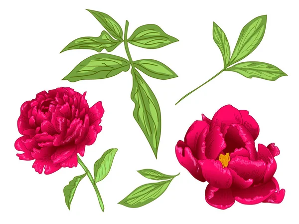 Vektör Kırmızı Şakayık Botanik Çiçek Vahşi Bahar Yaprak Izole Kır — Stok Vektör