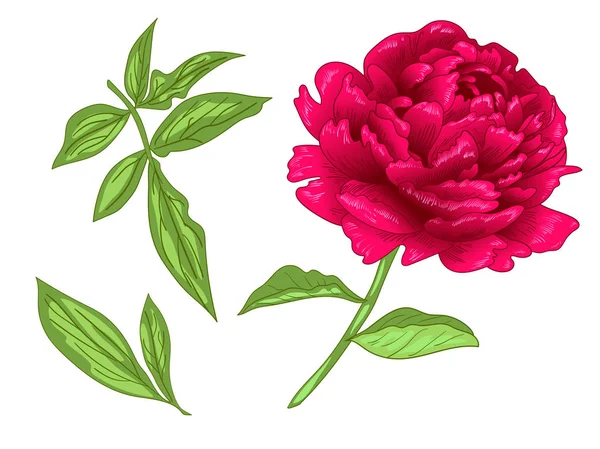 Vector Red Peony Flor Botânica Floral Folha Selvagem Primavera Wildflower — Vetor de Stock